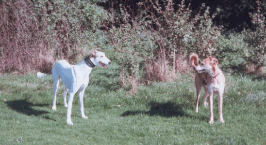 Bobster and Tamsin